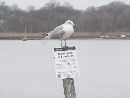 Ring-billed Gull