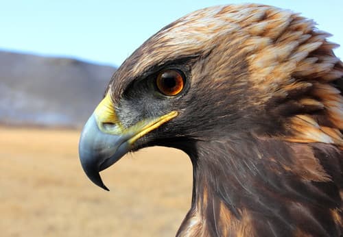 Golden Eagle