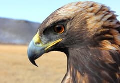 Golden Eagle