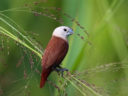 White-headed Munia