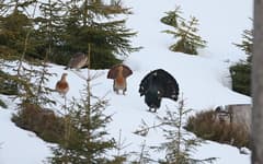 Western Capercaillie