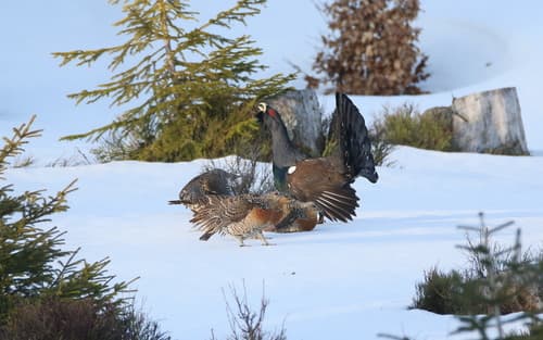 Western Capercaillie