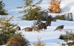 Western Capercaillie
