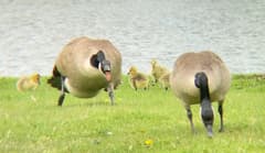 Canada Goose