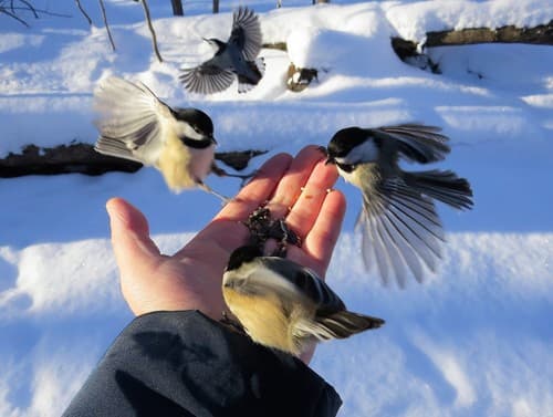 Black-capped Chickadee