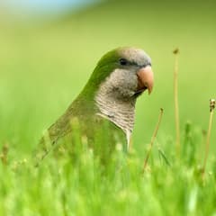 Monk Parakeet