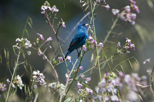 Indigo Bunting