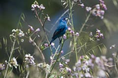 Indigo Bunting
