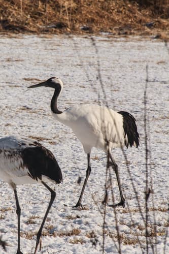 Red-crowned Crane