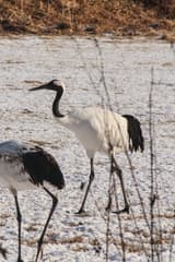 Red-crowned Crane