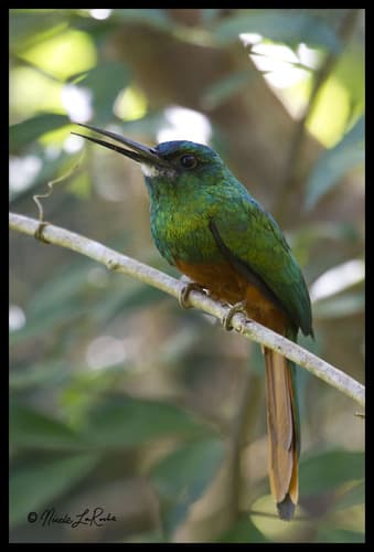 Bluish-fronted Jacamar