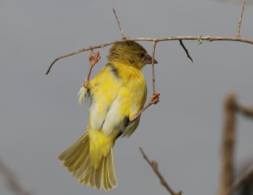 Village Weaver