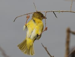 Village Weaver