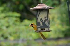 Northern Cardinal