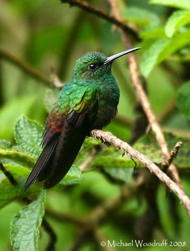 Bronze-tailed Plumeleteer