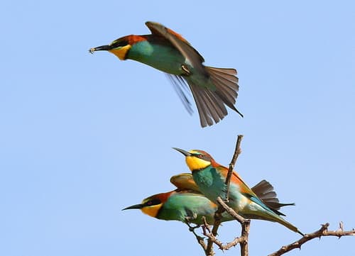European Bee-eater