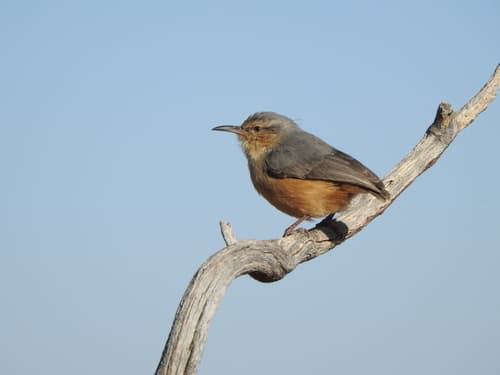 Long-billed Crombec