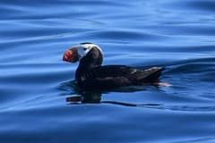 Tufted Puffin