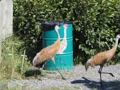 Sandhill Crane