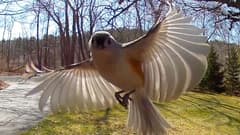 Tufted Titmouse