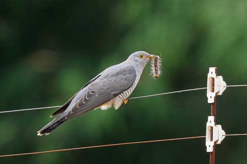 African Cuckoo