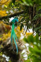 Resplendent Quetzal