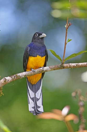 Green-backed Trogon