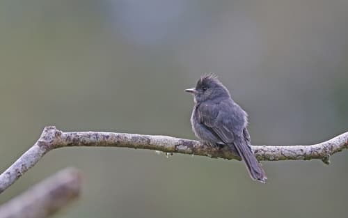 Smoke-colored Pewee