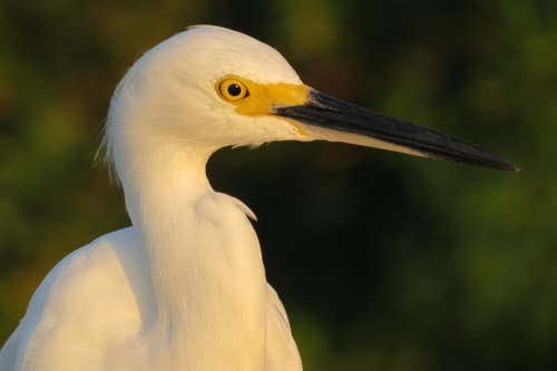 Snowy Egret