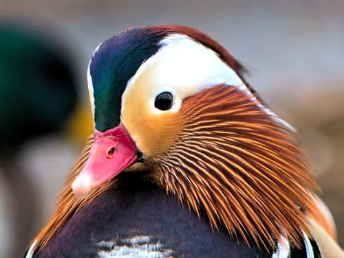 Mandarin Duck
