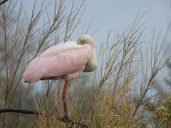 Roseate Spoonbill