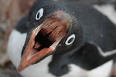 Adélie Penguin
