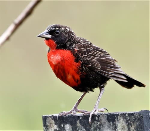 Red-breasted Meadowlark