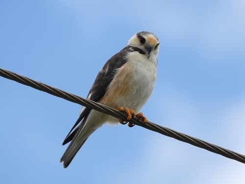 Pearl Kite