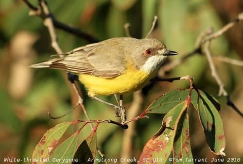 White-throated Gerygone
