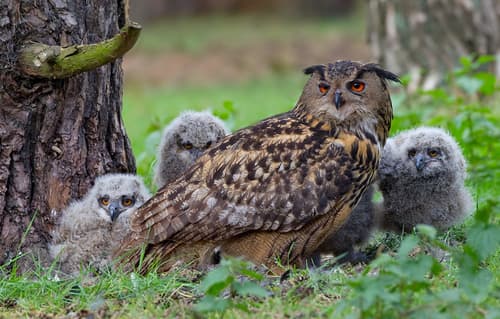 Eurasian Eagle-Owl