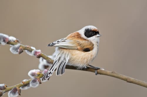 Eurasian Penduline-Tit