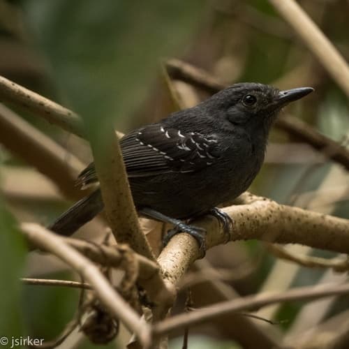 Dusky Antbird