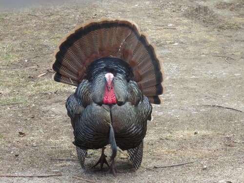 Wild Turkey