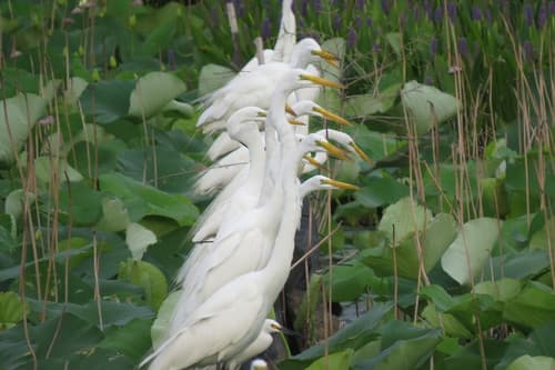 Great Egret