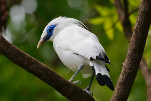 Bali Myna