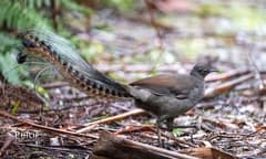 Superb Lyrebird