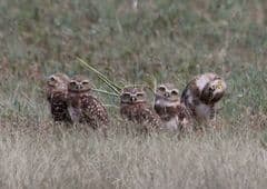 Burrowing Owl