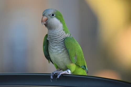 Monk Parakeet