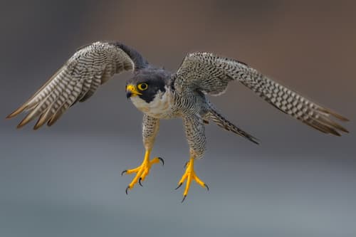 Peregrine Falcon