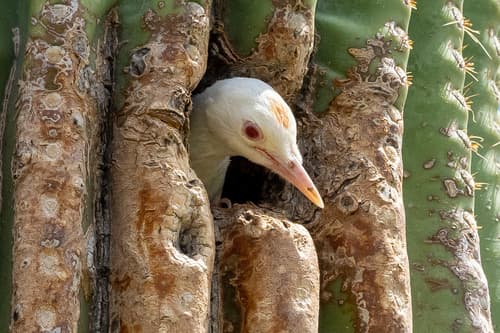 Gila Woodpecker
