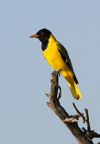 Black-headed Oriole
