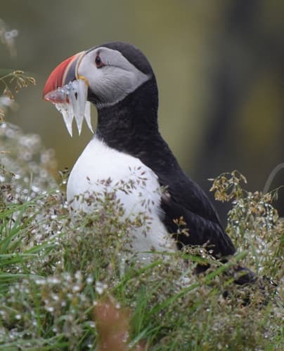 Atlantic Puffin