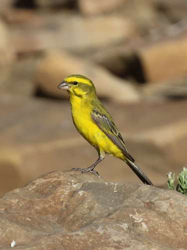 Yellow Canary