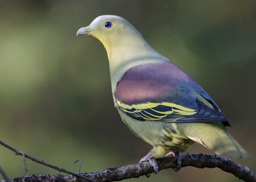 Gray-fronted Green-Pigeon